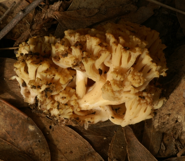 Ramaria lorithamnus